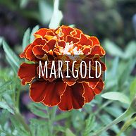 Marigold