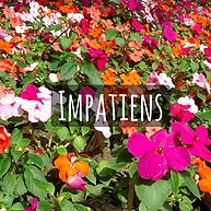 Impatiens