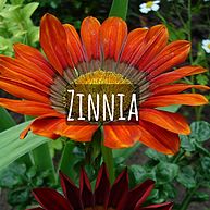 Zinnia