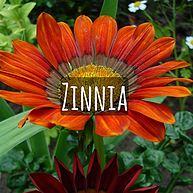 Zinnia