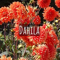 Dahila