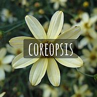 Coreopsis