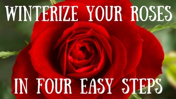 How to Winterize Roses
