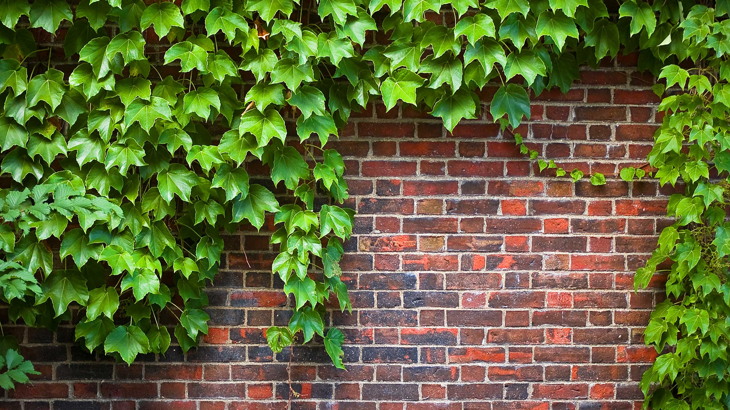 Garden Vines Fasci Garden garden-vines-fasci-garden