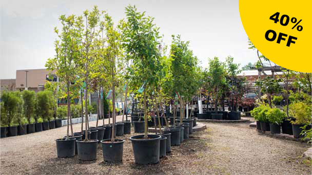 40% off Trees