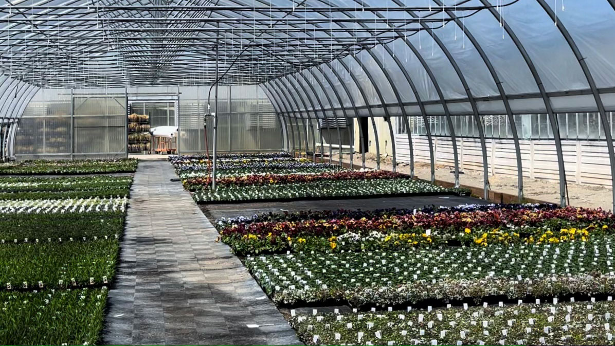 An Inside look into one of our local growers, Botany Lane O'Toole's