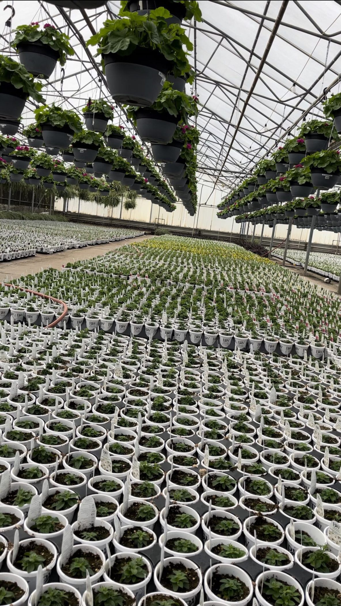 An Inside look into one of our local growers, Botany Lane O'Toole's