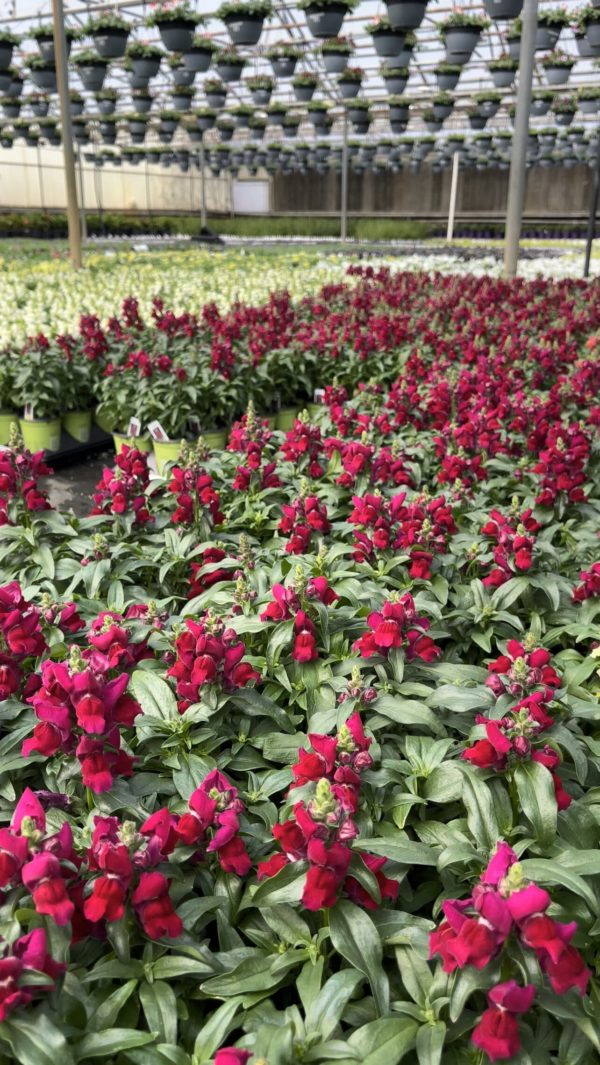 An Inside look into one of our local growers, Botany Lane O'Toole's