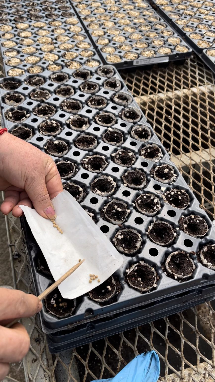 An Inside look into one of our local growers, Botany Lane O'Toole's