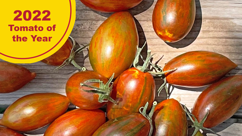 Bronze Torch 2022 Tomato of the year