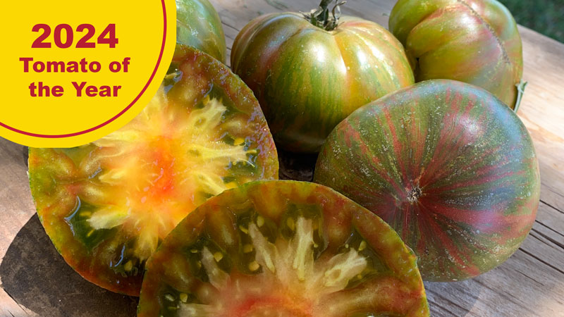 Harvard Square 2024 Tomato of the Year