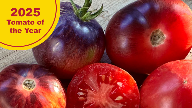 Persuasion 2025 Tomato of the year
