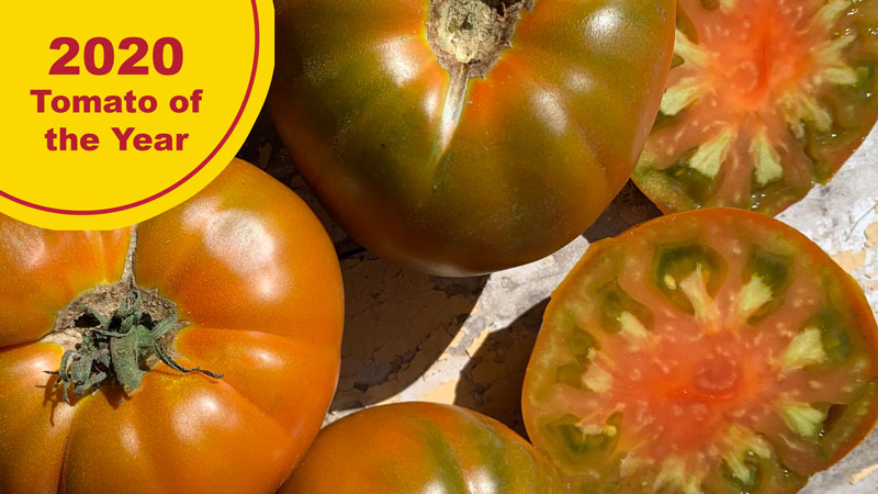 Thorburn 2020 Tomato of the year
