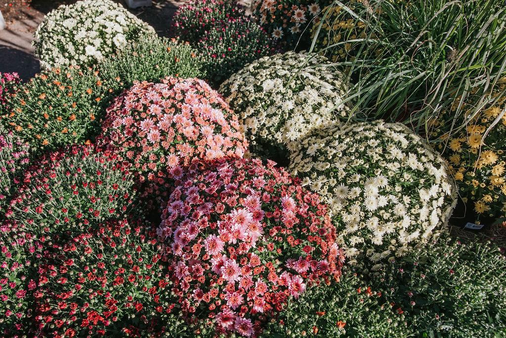 Rows of red, pink, and white fall mums in bloom at O'Toole's Garden Center