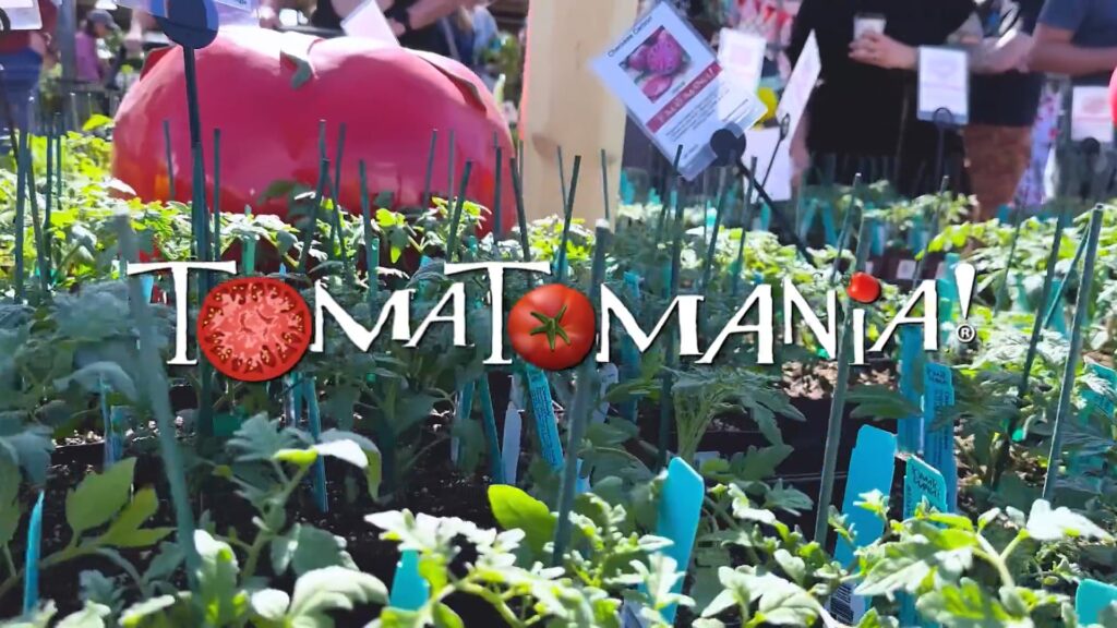 Shoppers browsing rows of tomato plants at TomatoMania at O'Toole's Garden Center